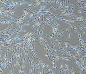 CELLnTEC Epidermal Melanocyte Fig1