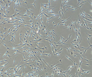 CELLnTEC Epidermal Melanocyte Fig2